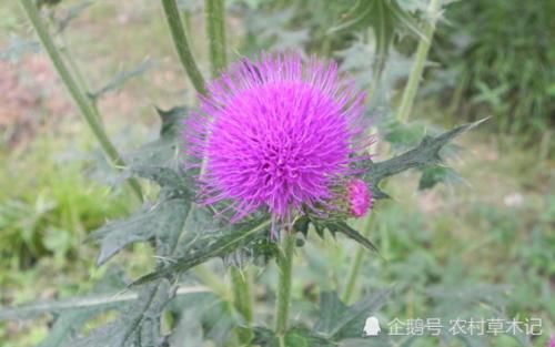  当今|农村路旁一种野草，常被除掉，殊不知当今42元一斤