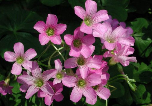  『阳光充足』这5种花，好看又好养，开花艳丽，一年花期200天，家庭盆栽首选