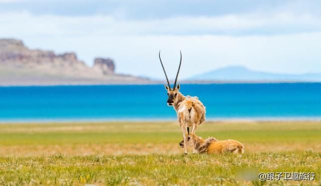  「变淡」青藏高原湖水变淡，受到世界各国科学家的广泛关注