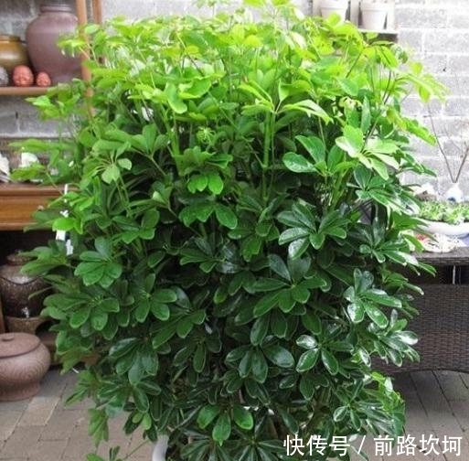  『让它』鸭掌木又叫招财树，就用这个法子养，嗖嗖冒新芽，郁郁葱葱一大盆