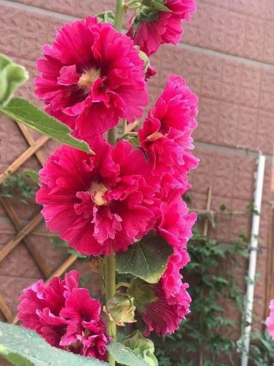  【到了夏天】8种爆盆花，越晒越热开花越多，懒人也能养爆盆