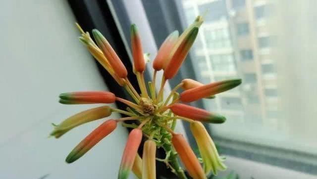 芦荟开花@你家的芦荟“开花”了吗?邻居养了2年的芦荟花箭1米,开花了