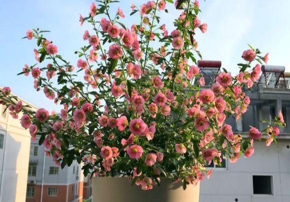 「机器」阳台养盆它,公认的开花机器,一年能开8个月,随便养养就爆盆