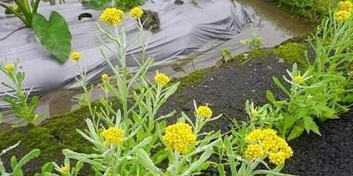  #养花#长在田埂上的“它”，看到别拔了，如今很珍贵，拔1棵少1棵