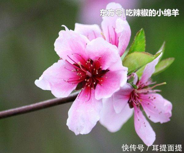  「妻子」对老婆最好的四生肖男，相处越久感情越好，你上榜了吗