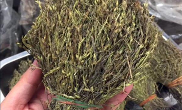 人称“草中黄金”，价值不输人参，农村人视为宝