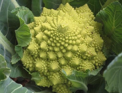  「稀罕」农村1种稀罕菜，长得酷似多肉，亩产4000斤15元1斤，是种植风口吗