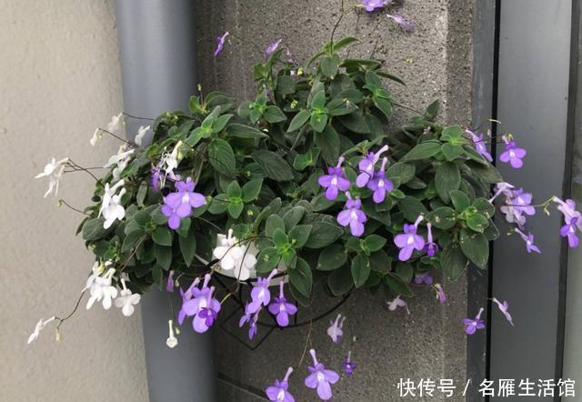  夏天■谷雨前要种好的3种花，好养易活花期长，夏天也能赏花不断