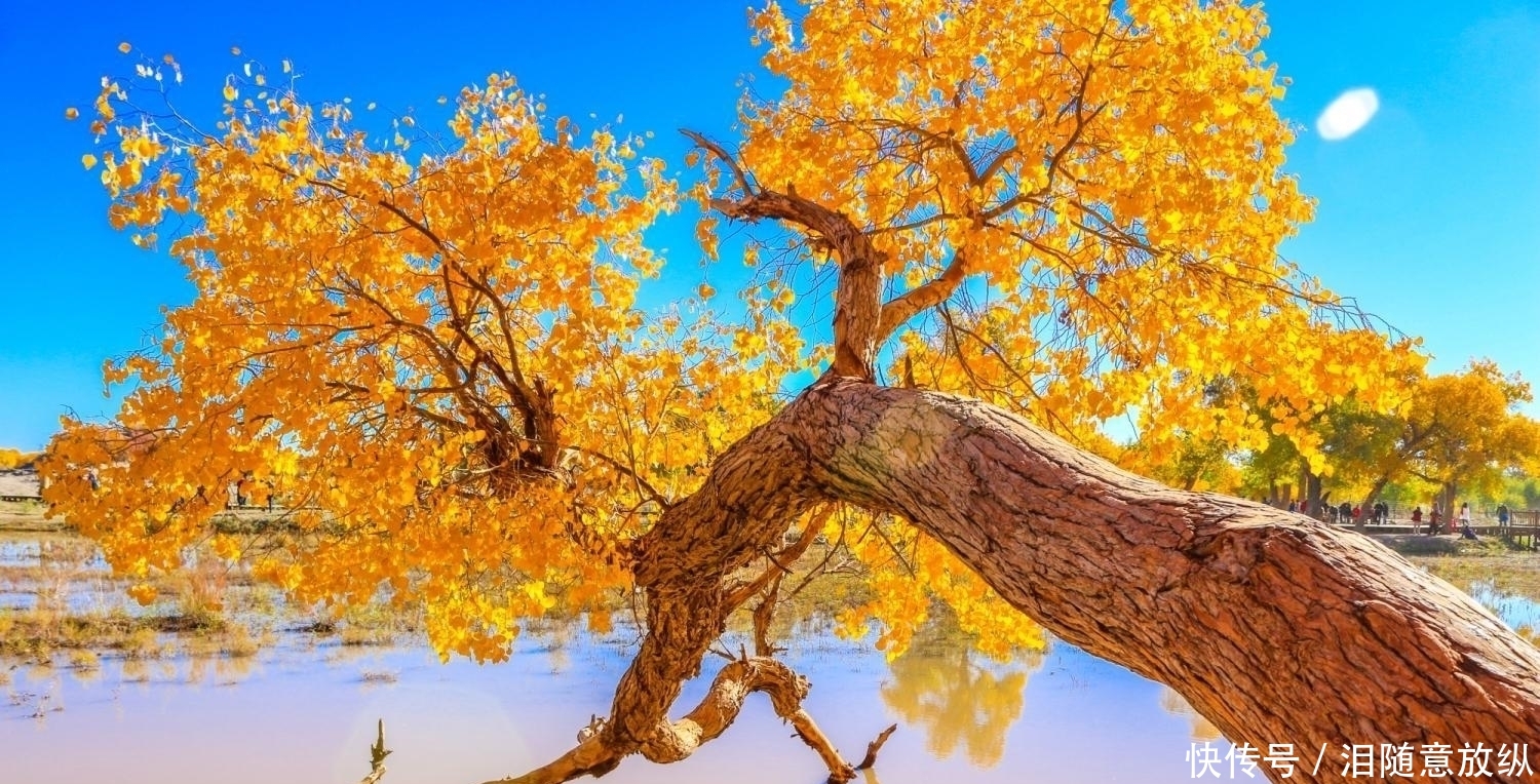 世界仅存的三大原始胡杨林之一，就在内蒙古，即将迎来一年中最美