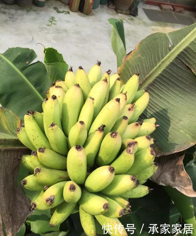 绿萝■能盆栽的迷你香蕉树,比绿萝还耐阴的花,叶子亮得像打蜡!