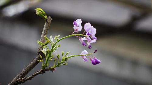  种植：紫藤花为长寿树种，民间极喜种植，成年的植株茎蔓蜿蜒屈曲
