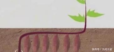  「红薯」农民种红薯，栽插有诀窍，这3种栽插方式哪种好？看完你就学会