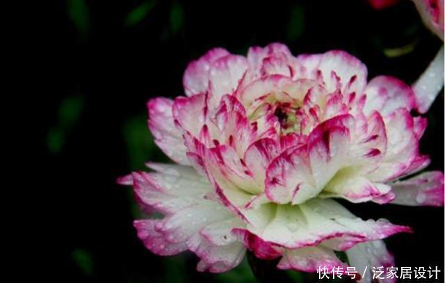 开花@3种花非常好养,颜色鲜艳开花爆盆,好养易活非常漂亮,养出花海