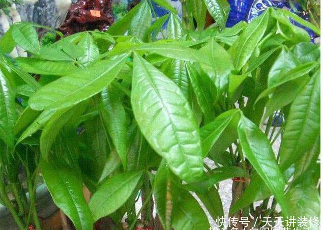 『寓意』3种植物能开花,平常很少见,寓意“阖家幸福”,能见到是幸运