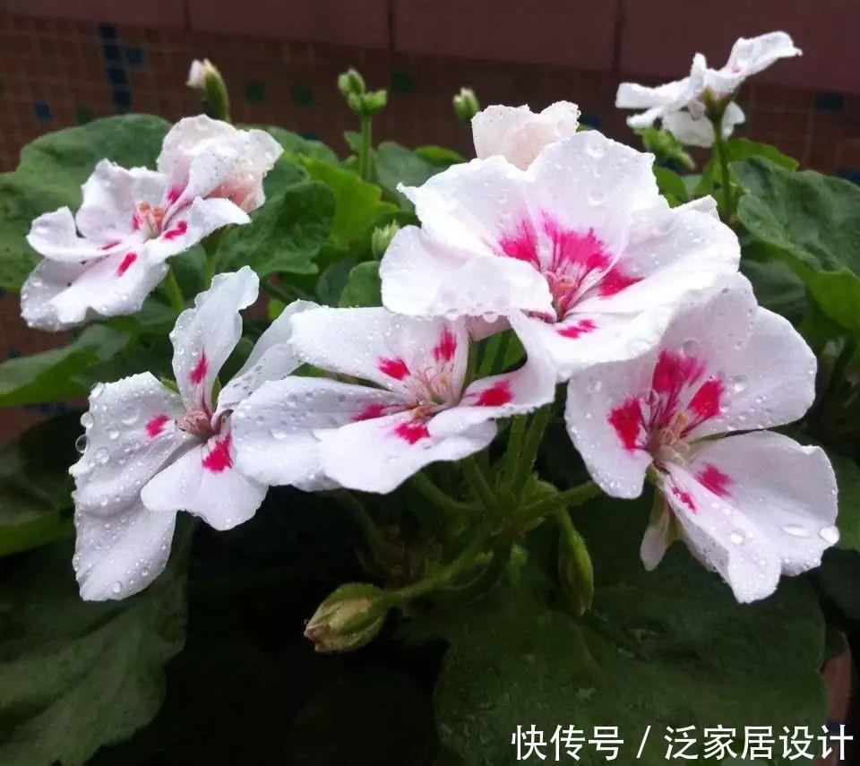  每种■110种天竺葵，每种都超美，看看你认识多少种？