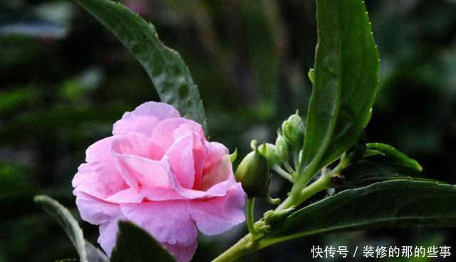  光照■阳台养花就养盆它，喜欢光照还耐晒，夏天也能开花不断，适合新手