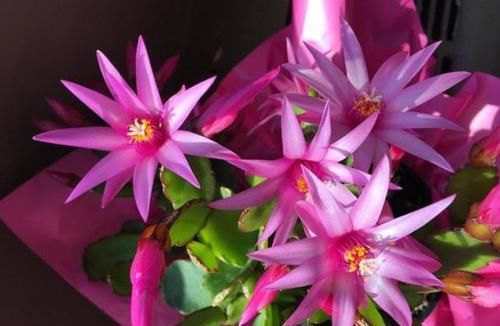  『蟹爪兰』趁着天暖扦插2种花，一片叶子扔土里，10天生根发芽，当年开花