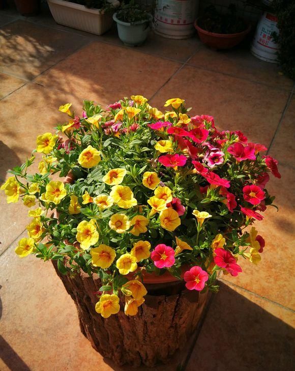  #开花的植物#养花有门道， 5个“雷区”要避开，有人经常犯，小心把花都养死