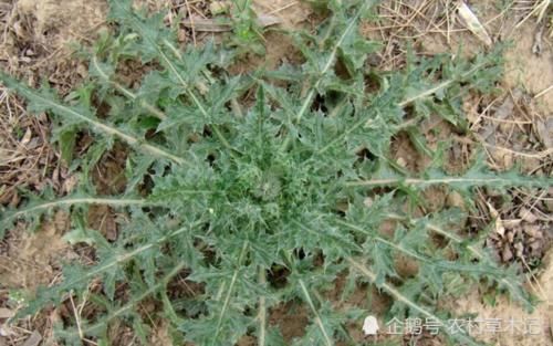  当今|农村路旁一种野草，常被除掉，殊不知当今42元一斤