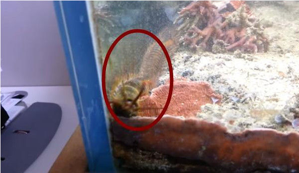 「鱼缸」男子发现鱼缸有异样,蹲守三天后,发现其中隐藏秘密