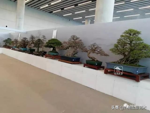  「作品」有年功的盆景，品相好，价值高！