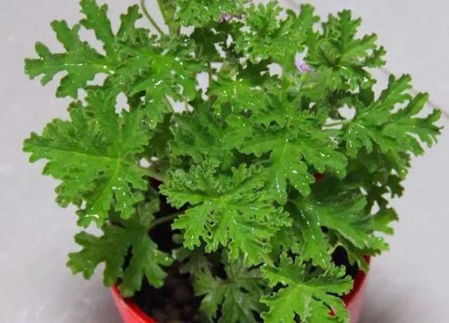  【摆在】家养4种绿植，去除室内异味，摆在卫生间里，比清新剂还好用