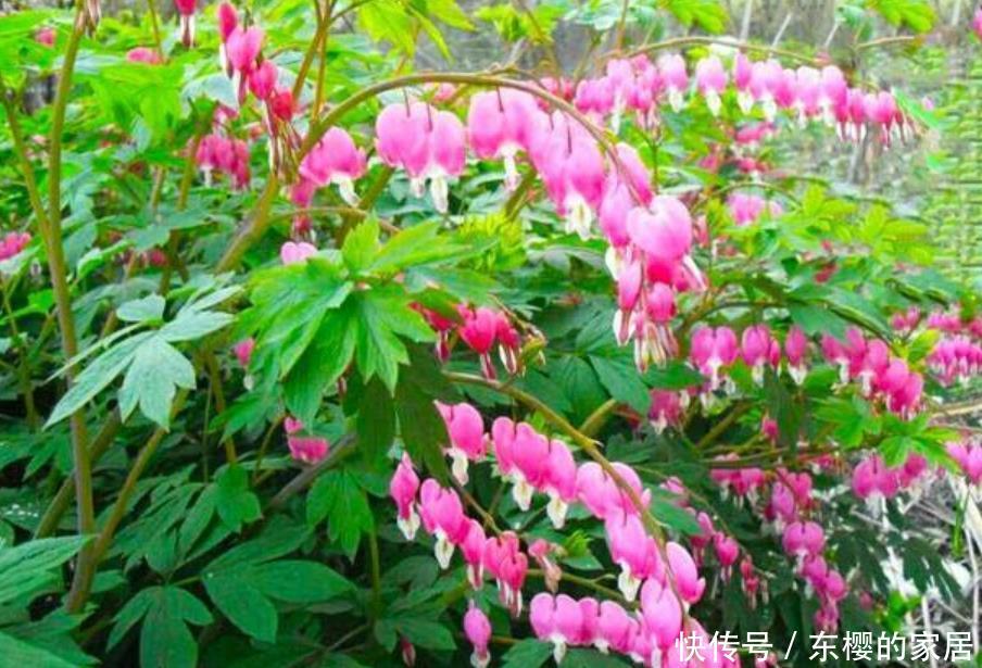 #适合#最适合新手养的4种花,一年四季花开不停,花开枝繁叶茂