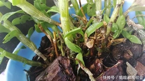  「水苔」铁皮石斛为什么不能用土种植？来看看花友是怎么种植的