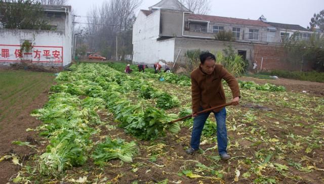  「冬季」农民填空种冬季蔬菜，每亩可增收4000元：家家都能用得