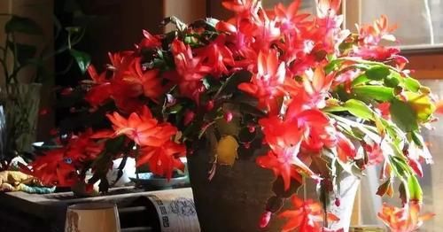  『养花』老花农养花不买花盆，就用泡沫箱，养啥都旺盛！