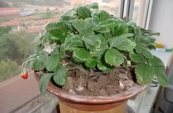 【养分】在家种植花草如何补充养分?用上1种天然肥,啥花都能长爆盆