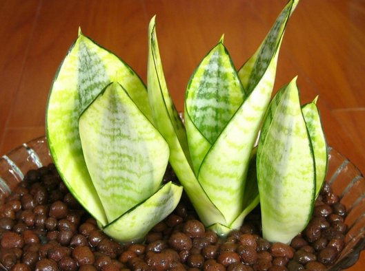  [盆栽]盆栽佳品，不仅家居风格百搭，开花比茉莉还香，有助于睡眠