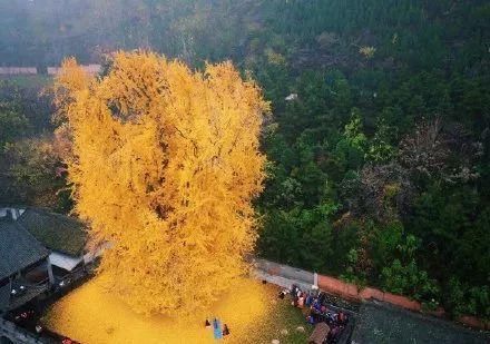 西安千年银杏古树火遍外网:国外社交网站上被转发4万次