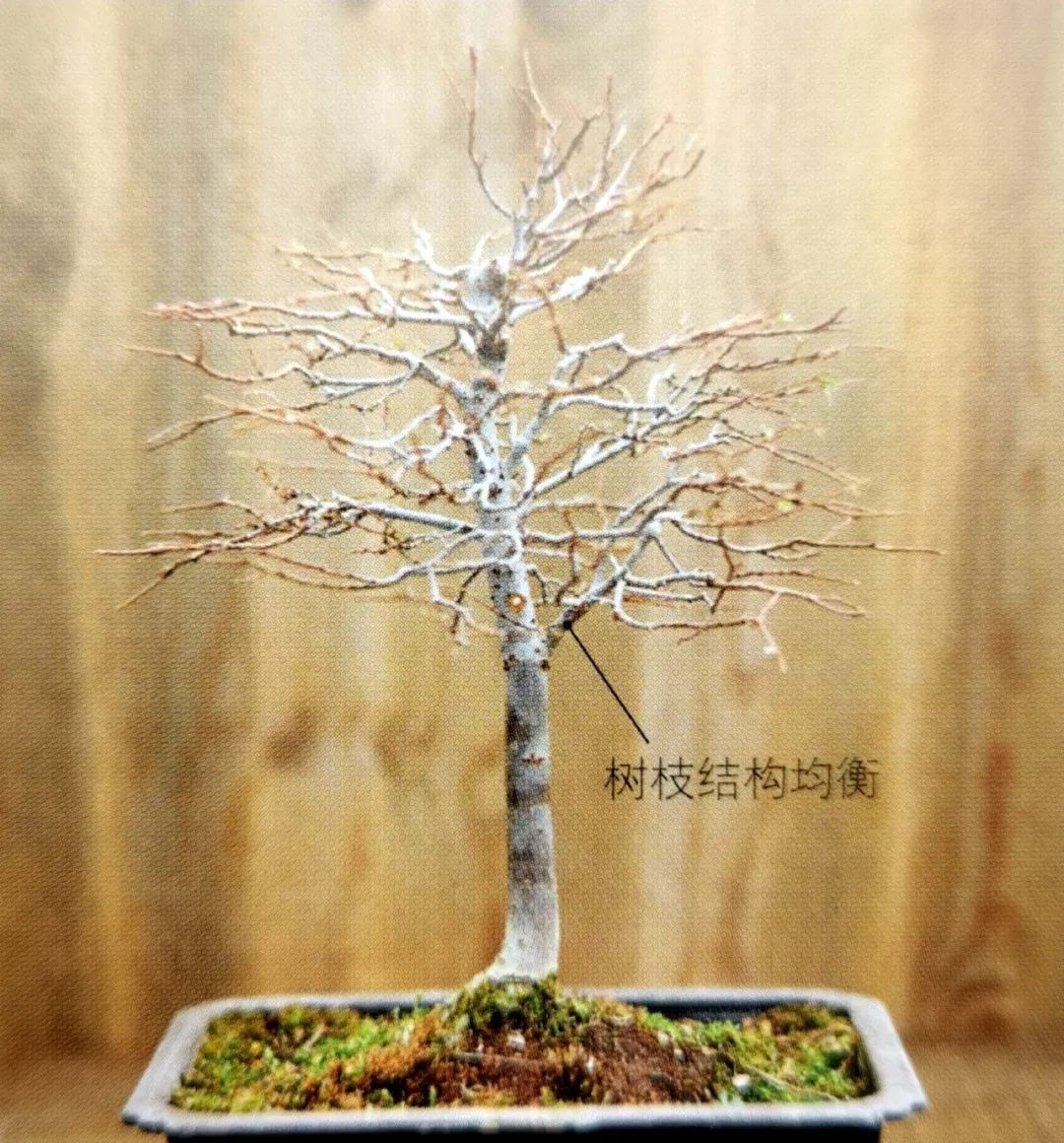 「新盆」挑选新盆移除旧土,经过修剪移栽,成就一棵“棒棒糖”榉树盆景!