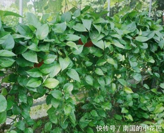  『鸿运当头』家里就养4种花，耐旱又耐晒，添福添运添富贵，红火一整年！