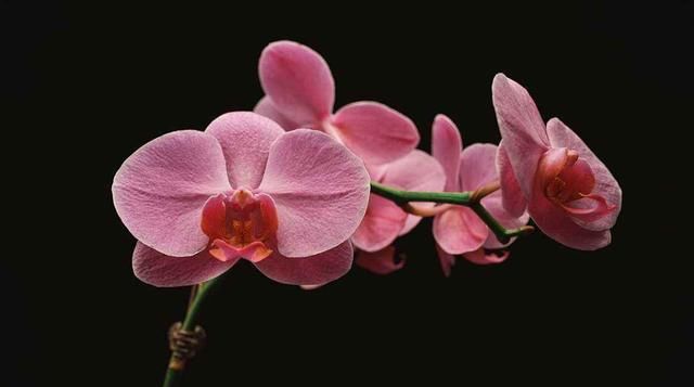  「漂亮」3种花适合养在室内，开花漂亮有好运，一年四季开花不断，镇宅