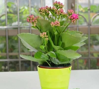 「植物」只需“2个”小动作,长寿花花苞再多一倍,枝芽呼呼“冒不停”