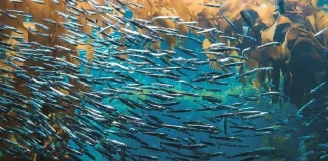 国内最奇怪湖泊,8亿多斤鱼生存在此,想钓鱼却要徒手打捞