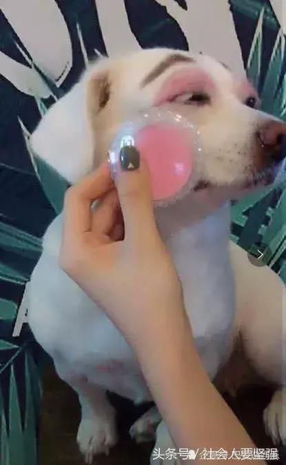 抖音“最精致的狗”出门必须化妆，变身后，网友：魏璎珞是你吗