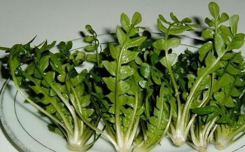  [照看]上班族种花不如种菜，不花时间照看，结得生鲜蔬菜，一家人吃不完