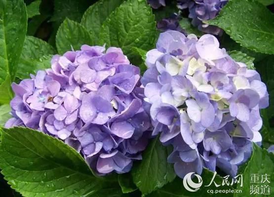  涪陵绣球：打造“绣球花原乡”涪陵首届绣球花节15日开幕