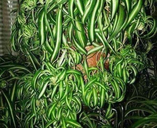  【盆土完全干】啥花都养不好？1种情况“最有可能”：好花都是浇死的！