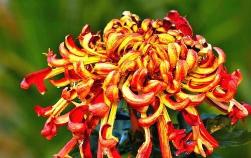  「娇媚」喜欢赏菊，就养盆“菊中珍品”火龙爪，似火焰飞舞，娇媚优雅