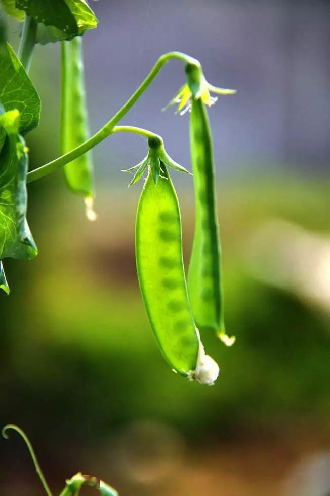  技巧：阳台“豆”菜乐园，将豆类盆栽蔬菜栽培技巧统统收集在此！