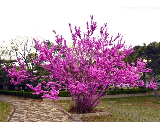 八种开花香气扑鼻的花卉，建议有庭院的朋友定要种上，芳香怡人啊