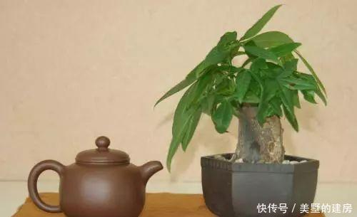 绿萝|发财树、绿萝不小心养坏了,不要急吼吼扔掉,还能挽救一下!