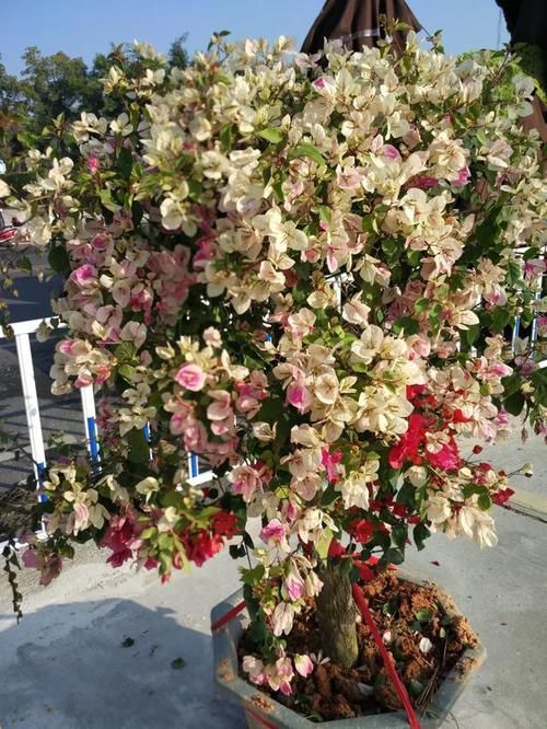  「图片作者」这6种花就是开花机器，养1盆能开200天，让你有花看