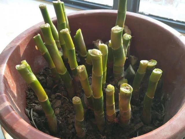 「图片作者」10种花,春天不能晒,躲屋里最安全!