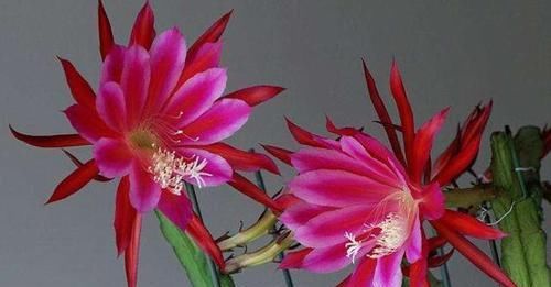  #朵花#不会养令箭荷花，小花匠教你“方法”，一次开上百朵花，年年不断