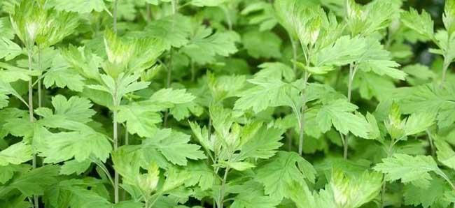  「臭草」农村一种“臭草”，农民对它很头疼，现在成了稀罕物，